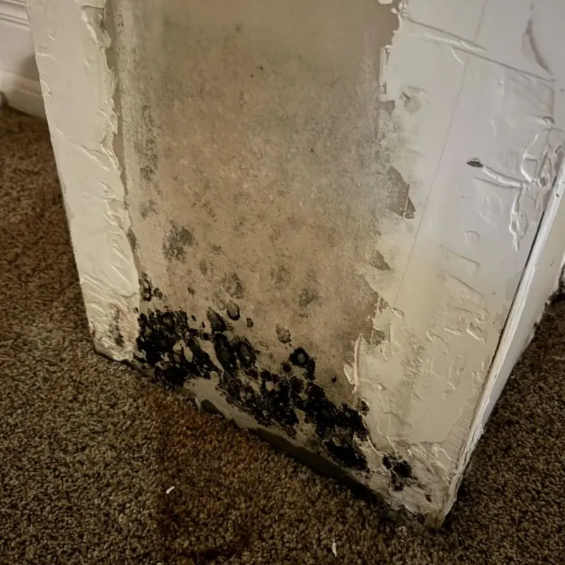 Professional Mold Removal in South Salt Lake, UT